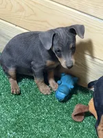 Toby, a male Miniature Pinscher for sale in Stratton, CO – 6 of 8