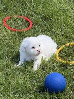 Francie, a female Shihpoo for sale in Stratton, CO – 5 of 6