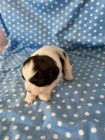Ozzy, a male Shihpoo for sale in Stratton, CO – 2 of 5