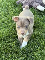 Ziggy, a male Rat Terrier for sale in Stratton, CO – 2 of 6