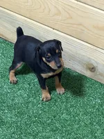 Tiki, a female Miniature Pinscher for sale in Stratton, CO – Photo 5 of 6