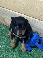 Tiki, a female Miniature Pinscher for sale in Stratton, CO – Photo 1 of 6