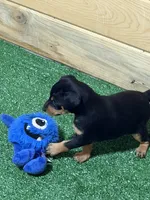 Tiki, a female Miniature Pinscher for sale in Stratton, CO – Photo 3 of 6