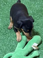 Tiki, a female Miniature Pinscher for sale in Stratton, CO – Photo 4 of 6