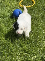 Frankie, a female Shihpoo for sale in Stratton, CO – 3 of 4