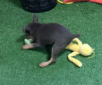 Teddy, a male Miniature Pinscher for sale in Stratton, CO – 4 of 4