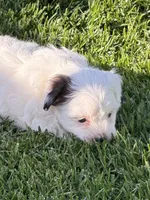 Casper, a male Shihpoo for sale in Stratton, CO – 3 of 7