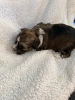 Olive, a female Shihpoo for sale in Stratton, CO – 4 of 7