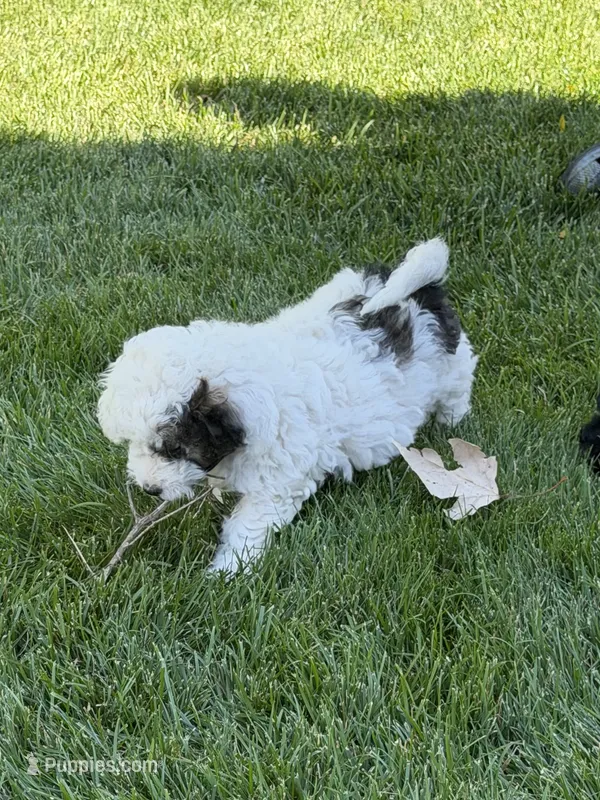 Prince – Poodle - Toy  puppy for sale in Stratton, CO