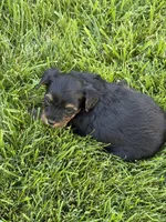 Maddie, a female Yorkipoo for sale in Stratton, CO – 2 of 2