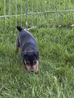 Callie, a female Miniature Pinscher for sale in Stratton, CO – 5 of 5