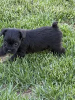 Abby, a female Miniature Schnauzer for sale in Stratton, CO – 5 of 9