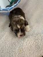Olive, a female Shihpoo for sale in Stratton, CO – 7 of 7