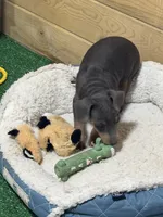Toby, a male Miniature Pinscher for sale in Stratton, CO – 5 of 8
