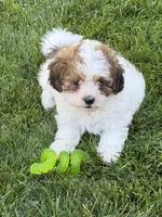 Linus, a male Shihpoo for sale in Stratton, CO – 4 of 8