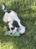 Cisco, a male Shihpoo for sale in Stratton, CO – 3 of 10