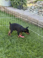 Buddy, a male Miniature Pinscher for sale in Stratton, CO – 7 of 7