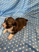 Oakley, a male Shihpoo for sale in Stratton, CO – 3 of 5