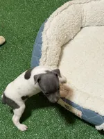 Shay, a male Rat Terrier for sale in Stratton, CO – Photo 3 of 8