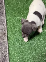 Shay, a male Rat Terrier for sale in Stratton, CO – Photo 4 of 8