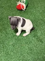 Shay, a male Rat Terrier for sale in Stratton, CO – Photo 2 of 8