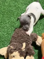 Shay, a male Rat Terrier for sale in Stratton, CO – Photo 5 of 8