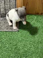 Shay, a male Rat Terrier for sale in Stratton, CO – Photo 8 of 8