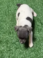 Shay, a male Rat Terrier for sale in Stratton, CO – Photo 6 of 8