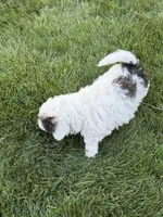 Prince, a male Poodle - Toy  for sale in Stratton, CO – 10 of 10