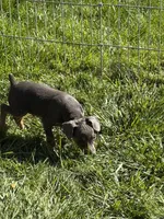 Chase, a male Miniature Pinscher for sale in Stratton, CO – 3 of 5