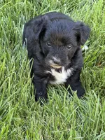 Macy, a female Yorkipoo for sale in Stratton, CO – 2 of 3
