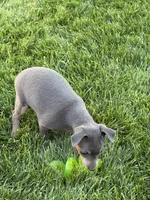 Betty, a female Miniature Pinscher for sale in Stratton, CO – 3 of 3