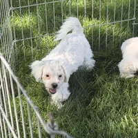 Francie, a female Shihpoo for sale in Stratton, CO – 6 of 6
