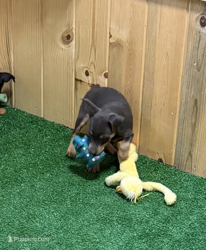 Teddy – Miniature Pinscher puppy for sale in Stratton, CO