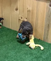 Teddy, a male Miniature Pinscher for sale in Stratton, CO – 1 of 4