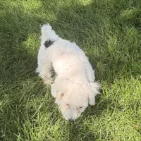 Fancy, a female Shihpoo for sale in Stratton, CO – 4 of 7