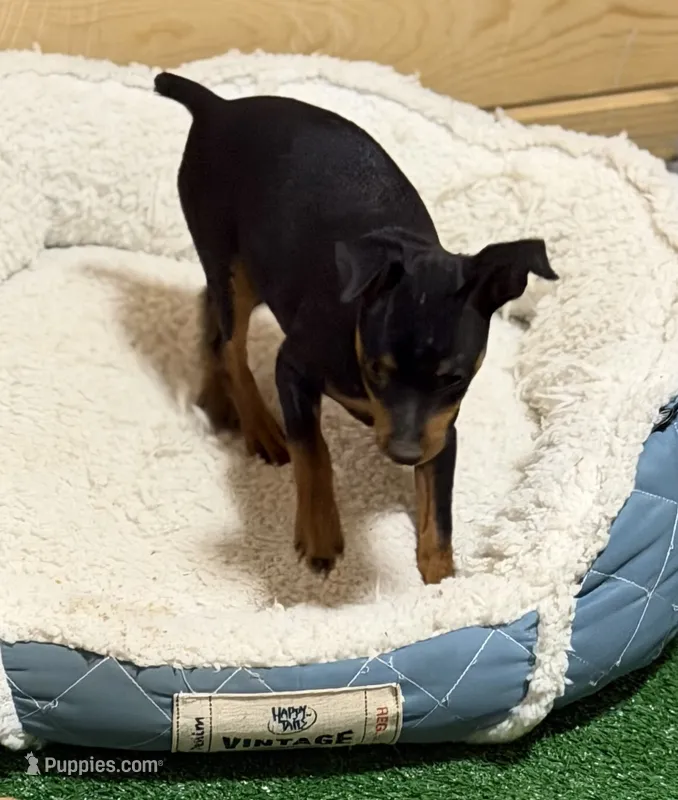 Gus – Miniature Pinscher puppy for sale in Stratton, CO