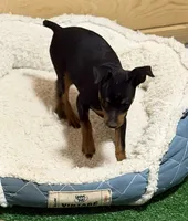 Gus, a male Miniature Pinscher for sale in Stratton, CO – 1 of 9