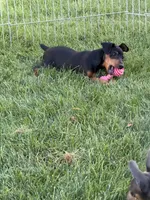 Bentley, a male Miniature Pinscher for sale in Stratton, CO – 3 of 5