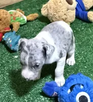 Gena, a female Rat Terrier for sale in Stratton, CO – Photo 6 of 9