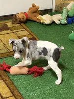 Gena, a female Rat Terrier for sale in Stratton, CO – Photo 3 of 9