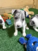 Gena, a female Rat Terrier for sale in Stratton, CO – Photo 5 of 9