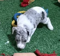 Gena, a female Rat Terrier for sale in Stratton, CO – Photo 8 of 9