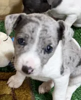 Gena, a female Rat Terrier for sale in Stratton, CO – Photo 7 of 9