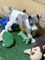 Gena, a female Rat Terrier for sale in Stratton, CO – Photo 1 of 9