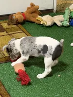 Gena, a female Rat Terrier for sale in Stratton, CO – Photo 2 of 9