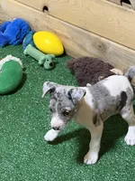 Gena, a female Rat Terrier for sale in Stratton, CO – Photo 4 of 9