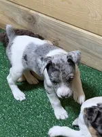 Gena, a female Rat Terrier for sale in Stratton, CO – Photo 9 of 9