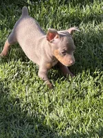 Gordy, a male Miniature Pinscher for sale in Stratton, CO – 4 of 4