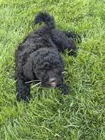 Pepper, a male Poodle - Toy  for sale in Stratton, CO – 4 of 4